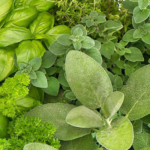Herbs